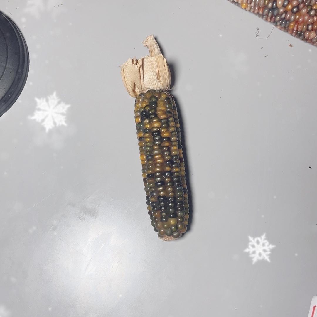 星辰玉米小铺