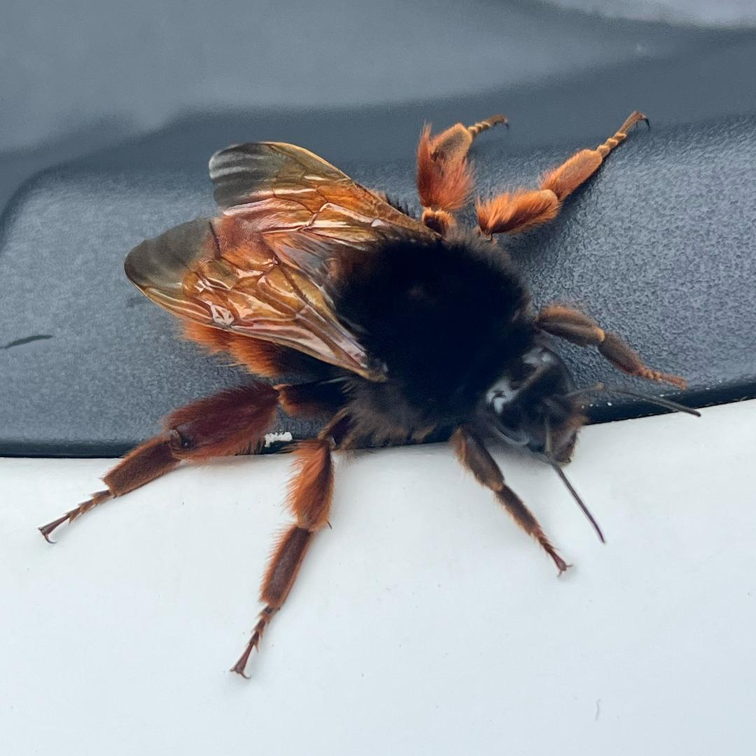 偷尝猫粮被猫过肩摔