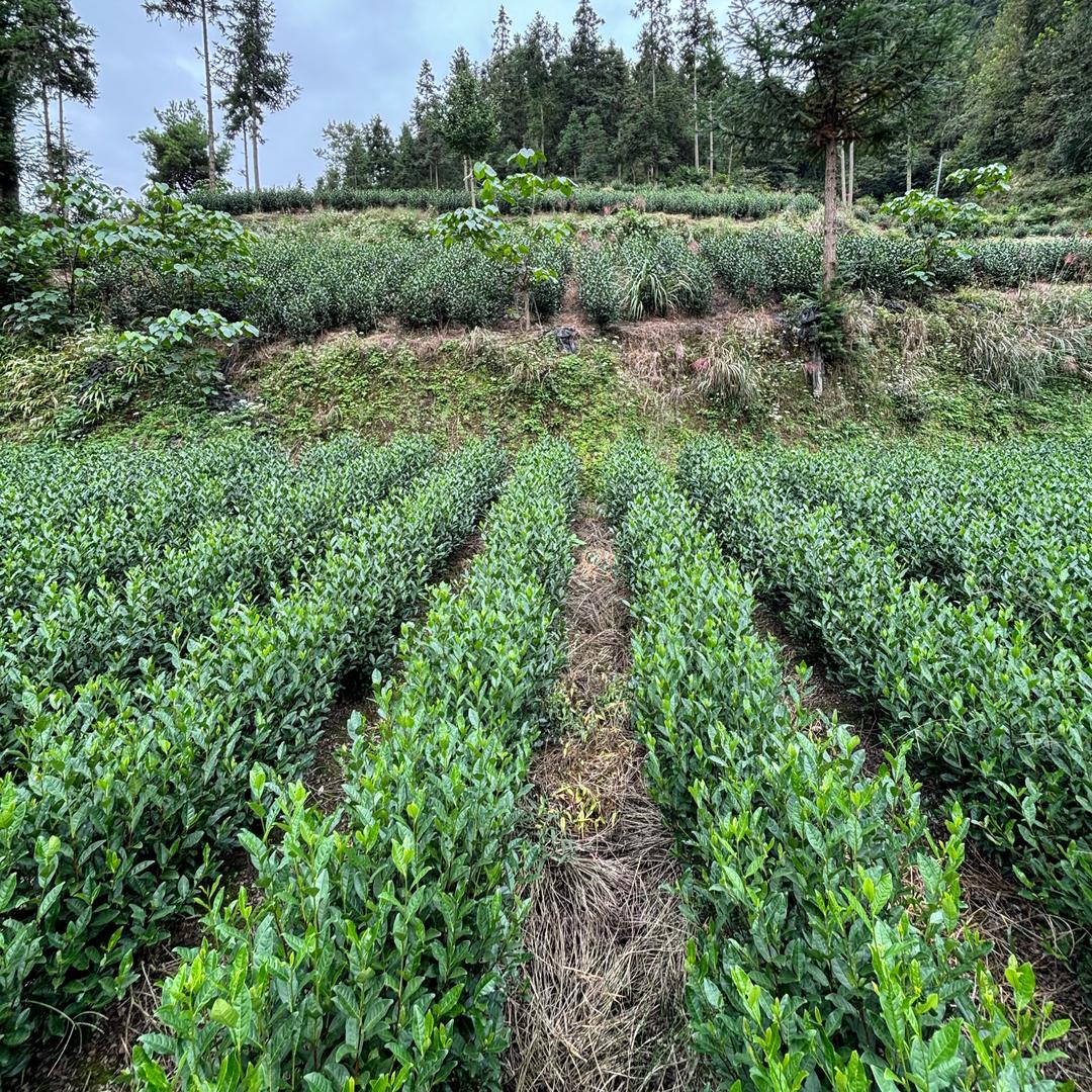 茶小二
