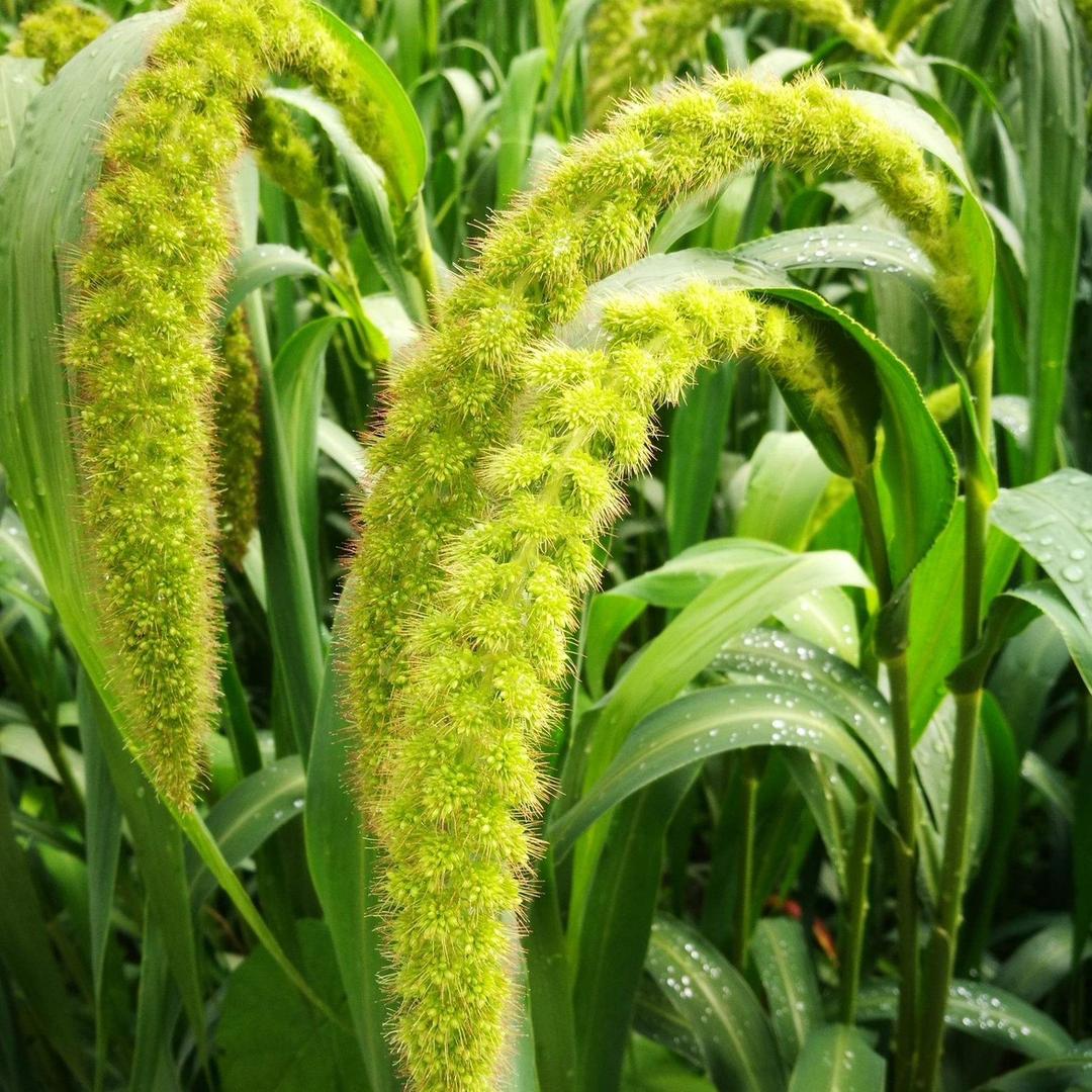 香草味儿。