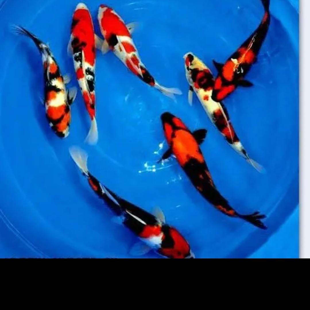 瑞成水产经营部