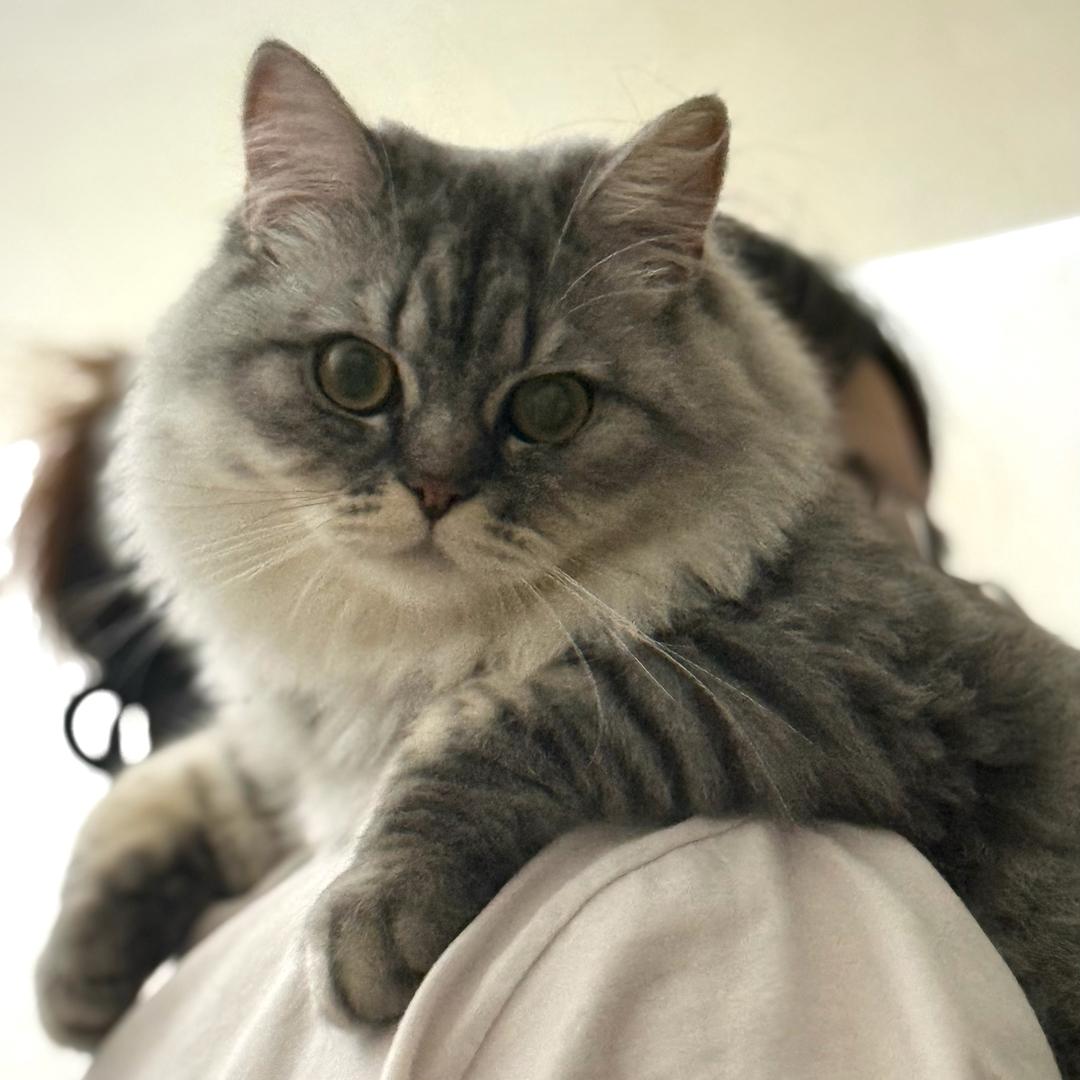 🌈蟹老板٩( ᐛ )و