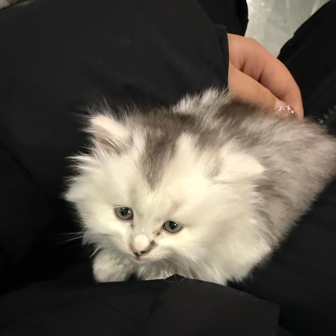 蹦蹦