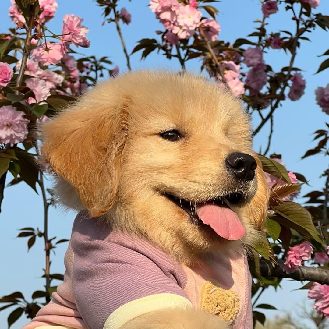 金毛家族