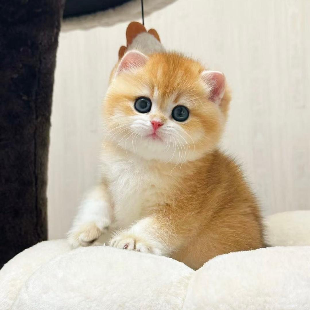 糖糖的猫（猫舍）