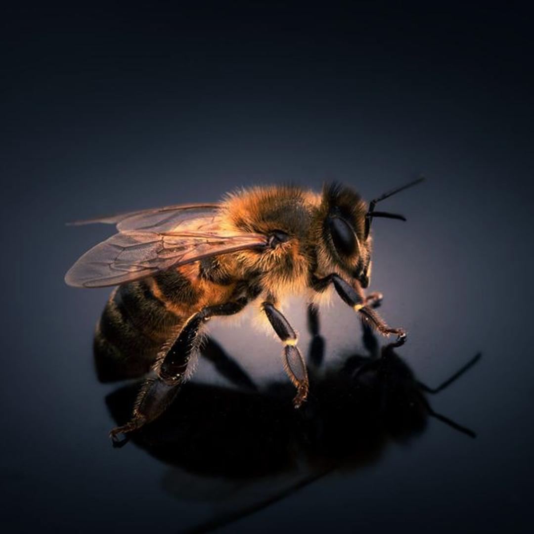 小蜜蜂🐝短剧