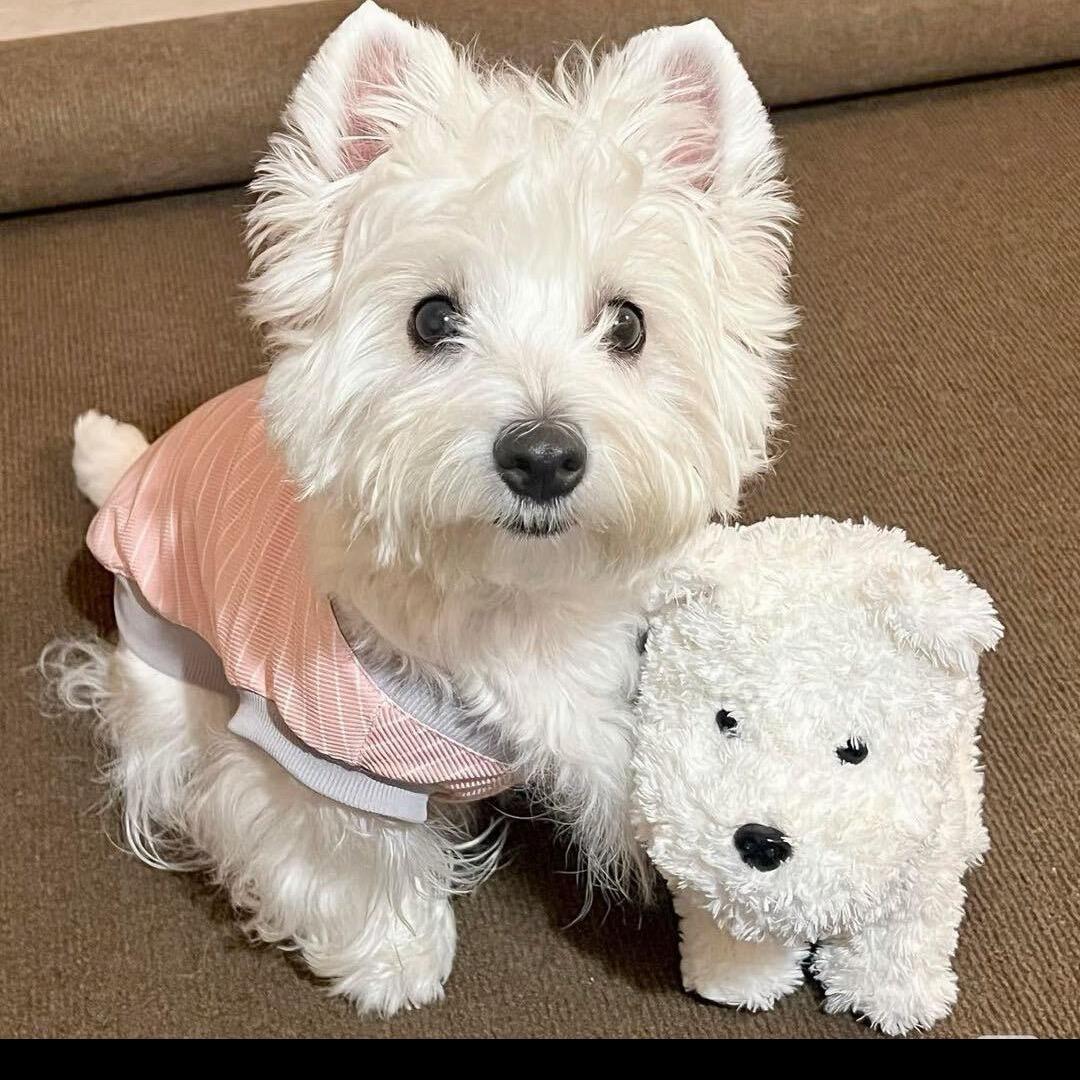 🐰珍珍喵弹吉他🐾