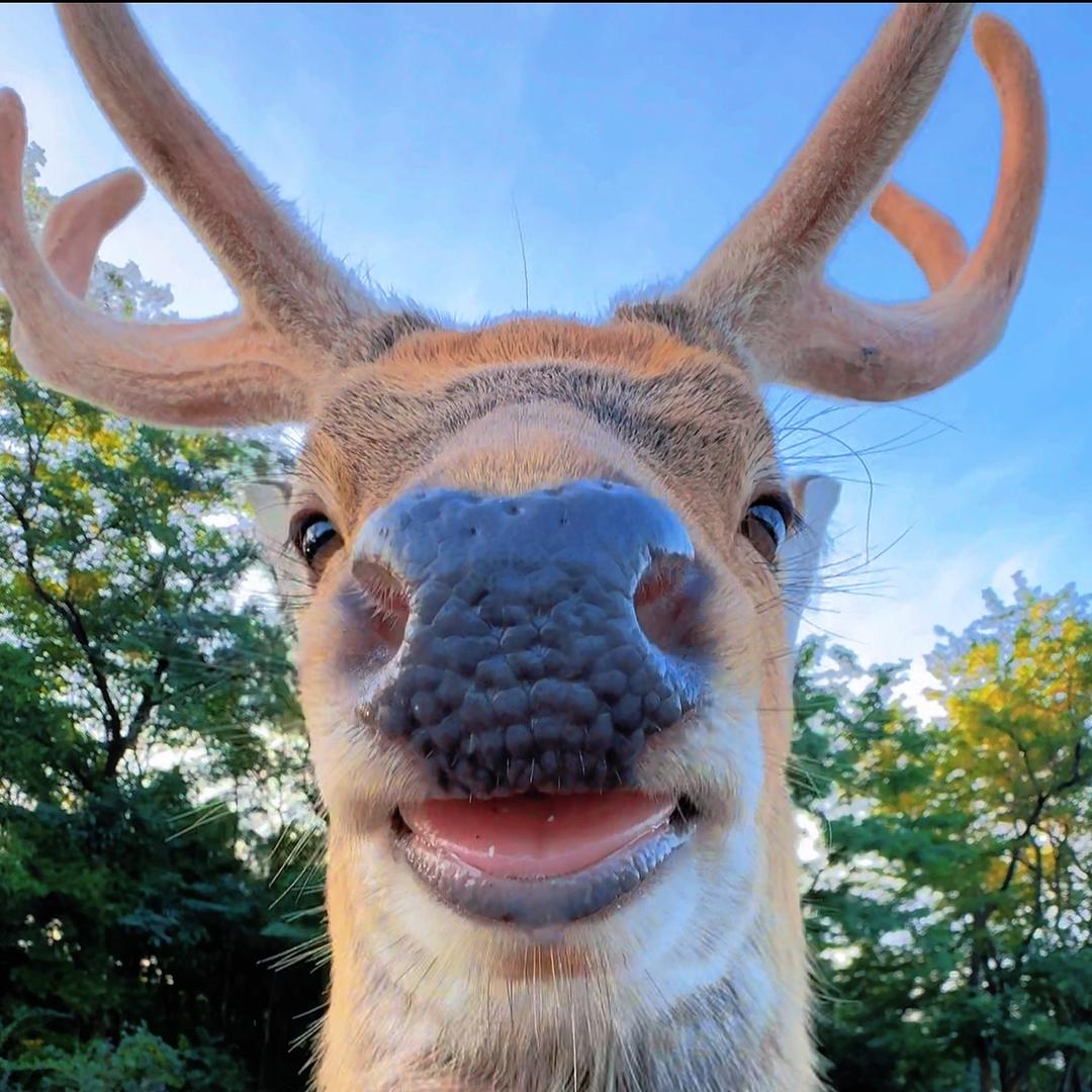 孤独的猫M•滨海鹿