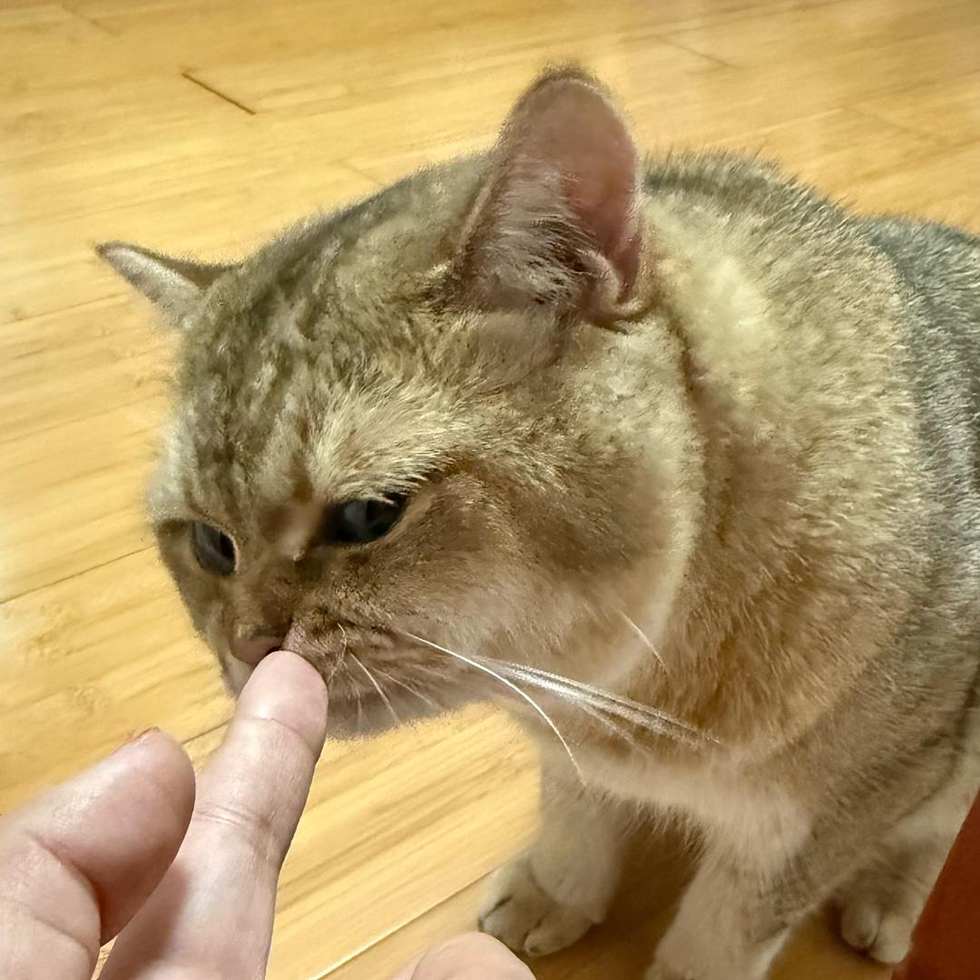教授