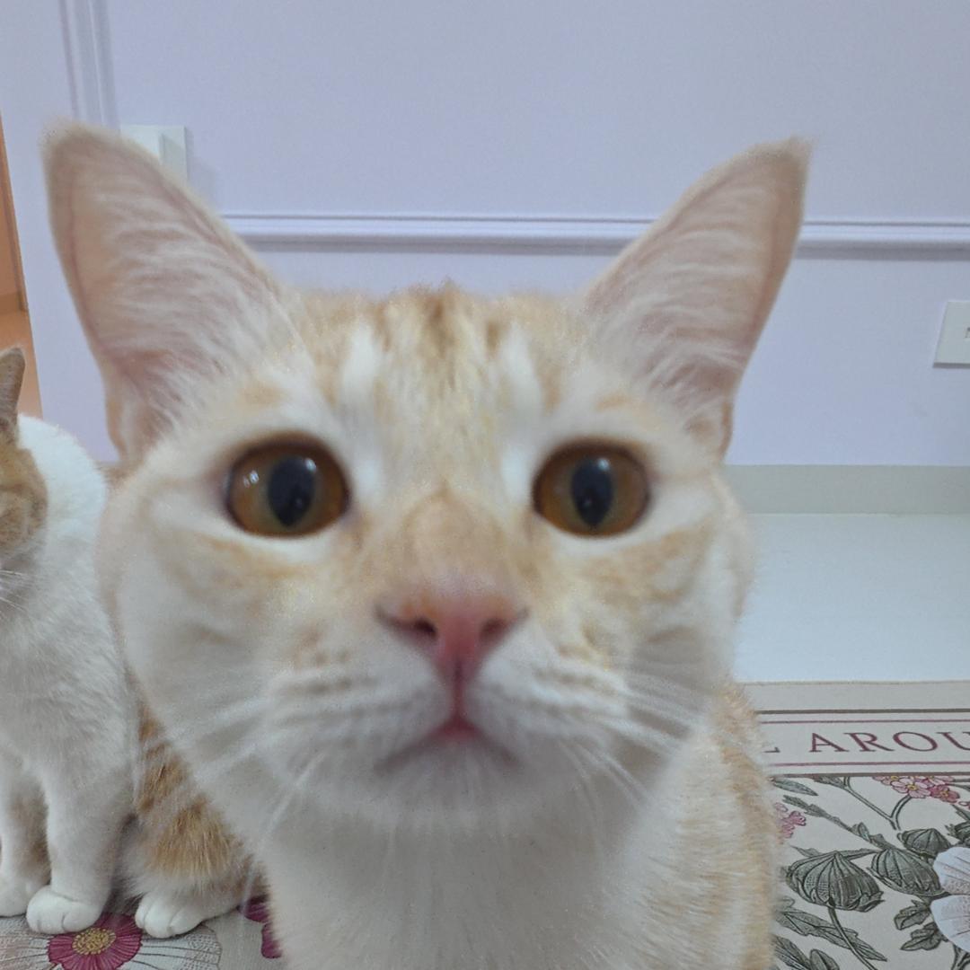 蝴蝶结🎀