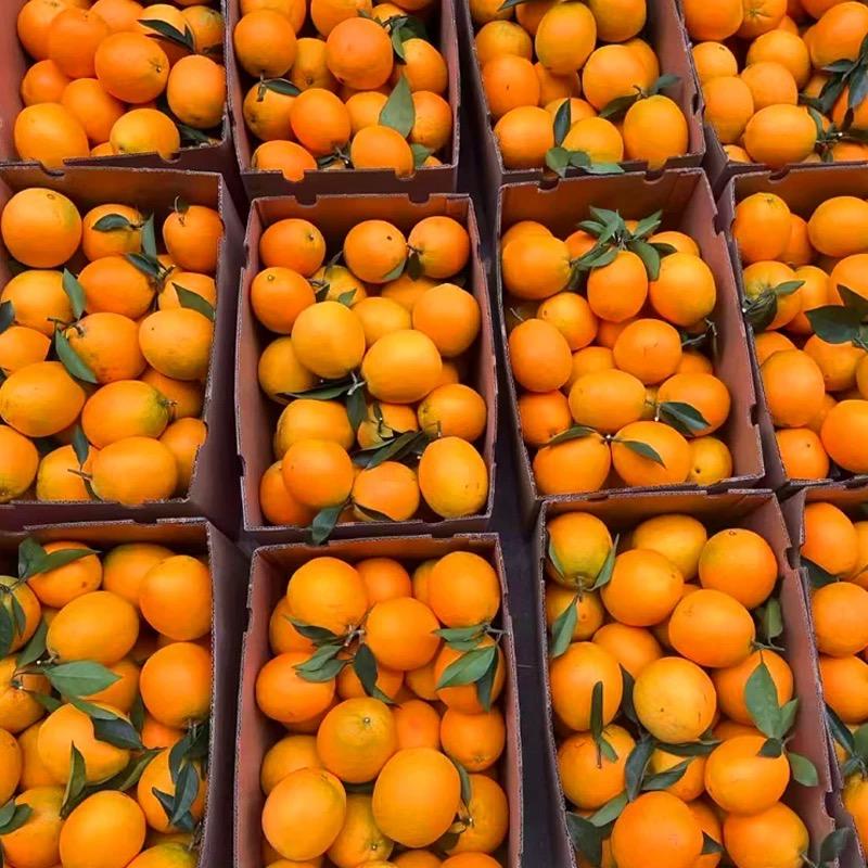 赣南脐橙新鲜带叶