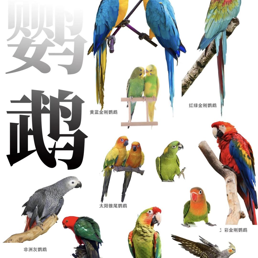 宠鹦之家