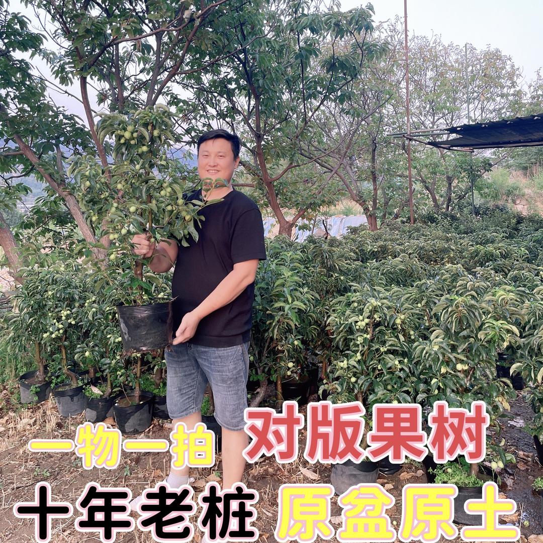泓泰果树苗木专营店