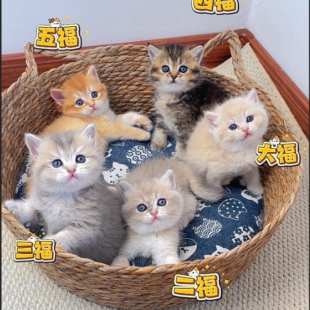 莓豆腐的大家庭