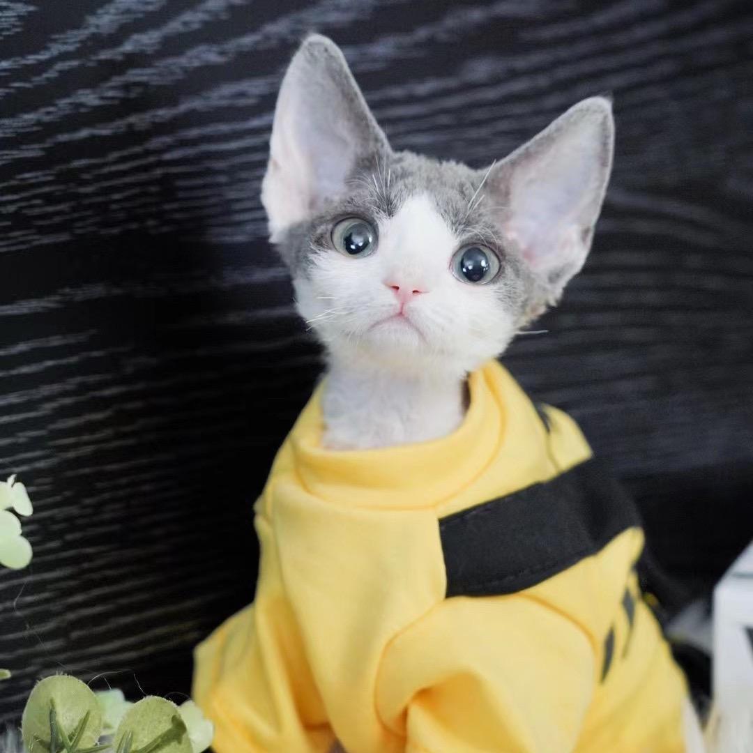 AiMIAO