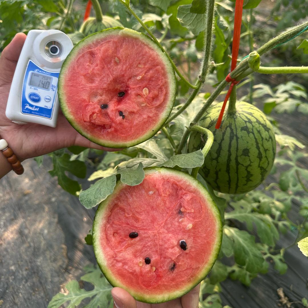 潍坊增福水果萝卜冰激凌萝卜供应链