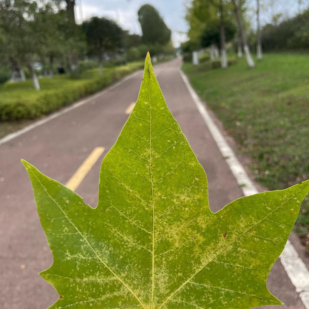 一叶秋