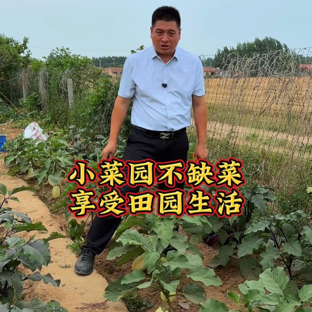 老王的梦想菜园