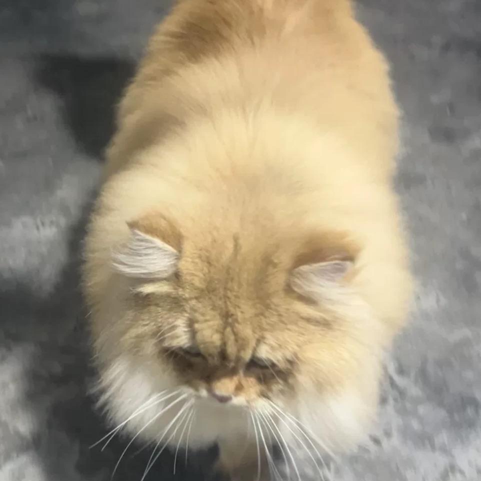 可爱的猫咪