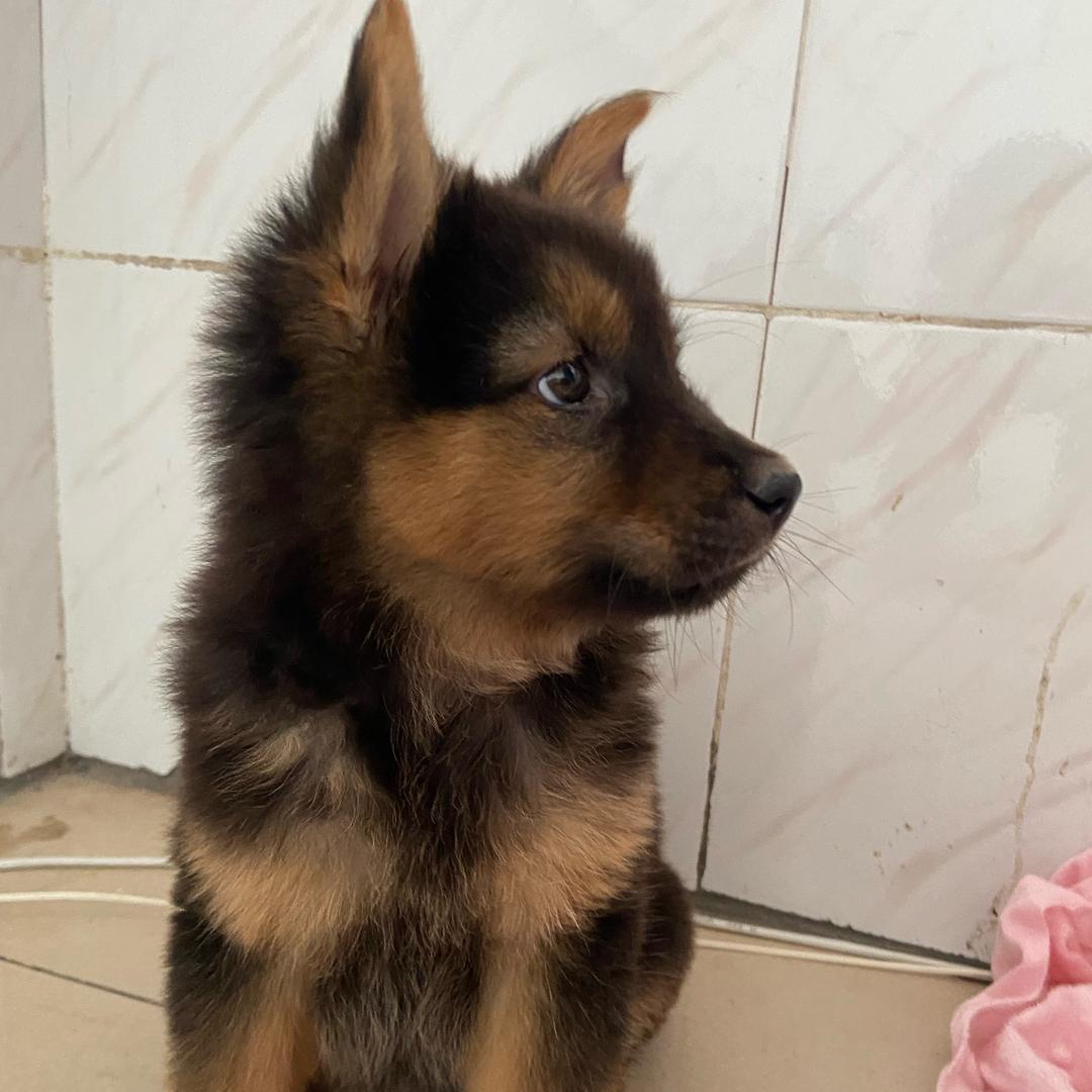 我是4眼土松～乐宝