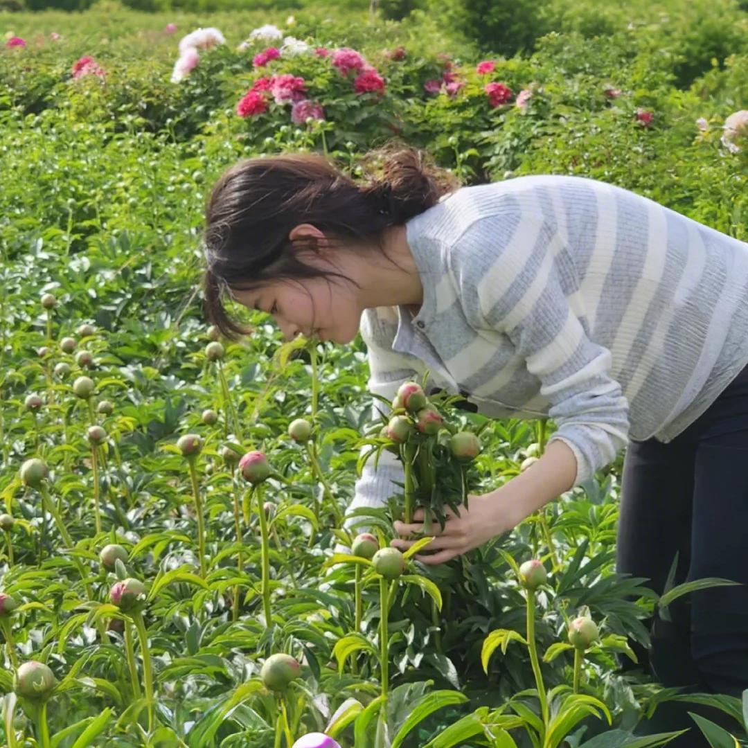 菏泽贵妃牡丹批发基地零售店