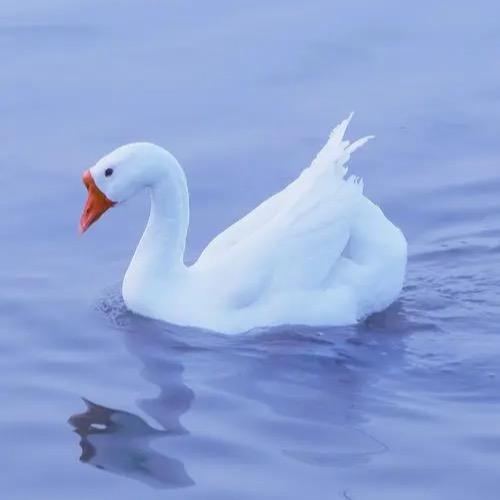 BEST Warmth羽绒（店铺号）