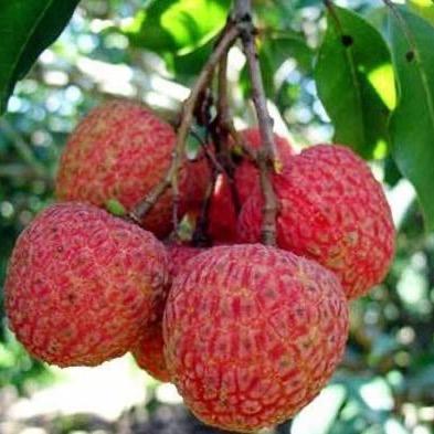 增城荔枝批发直发