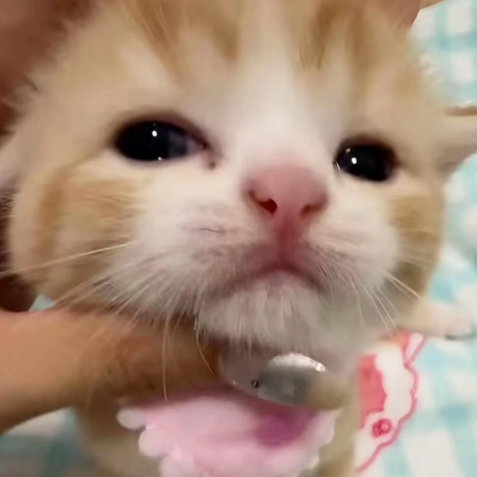 支持正常人统治世界