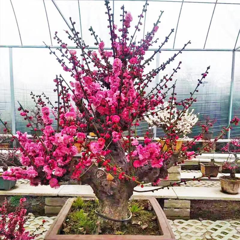 阳阳花卉盆景