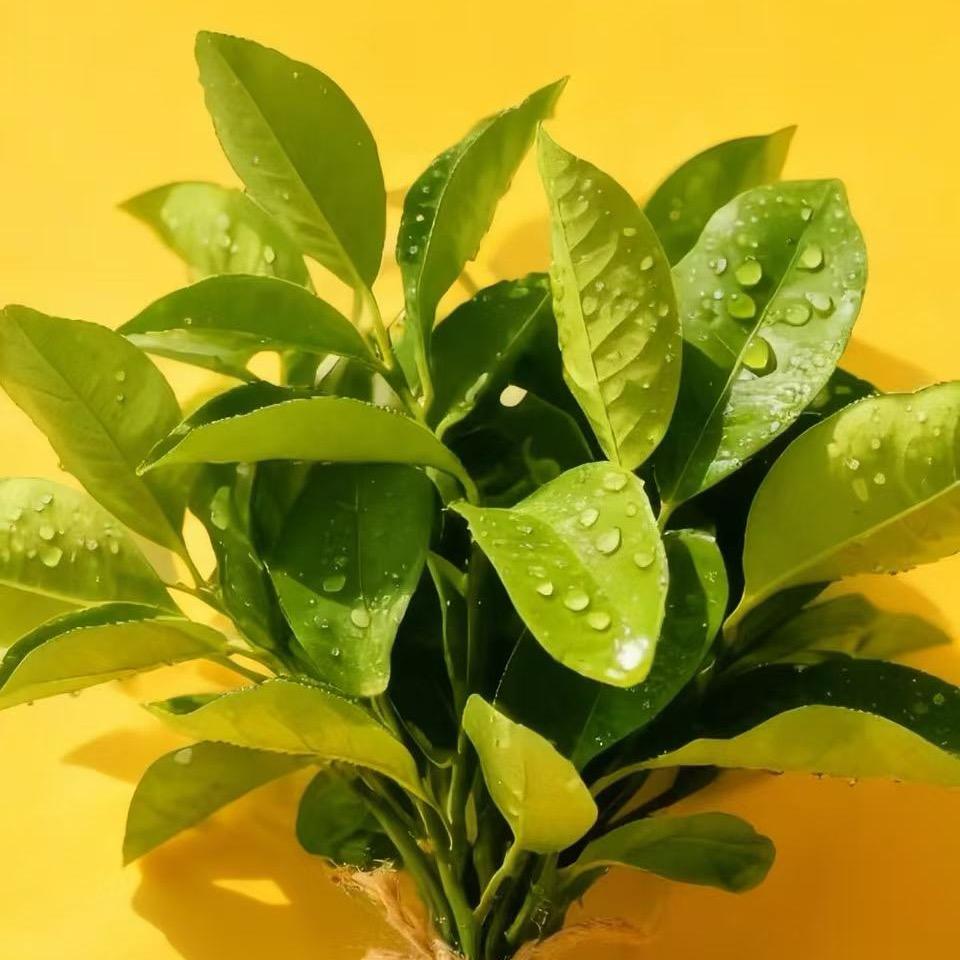 ಇ上 上ജ签ഒᩚ