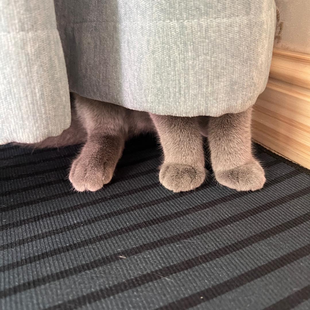 黄豆包也会发光耶🐳