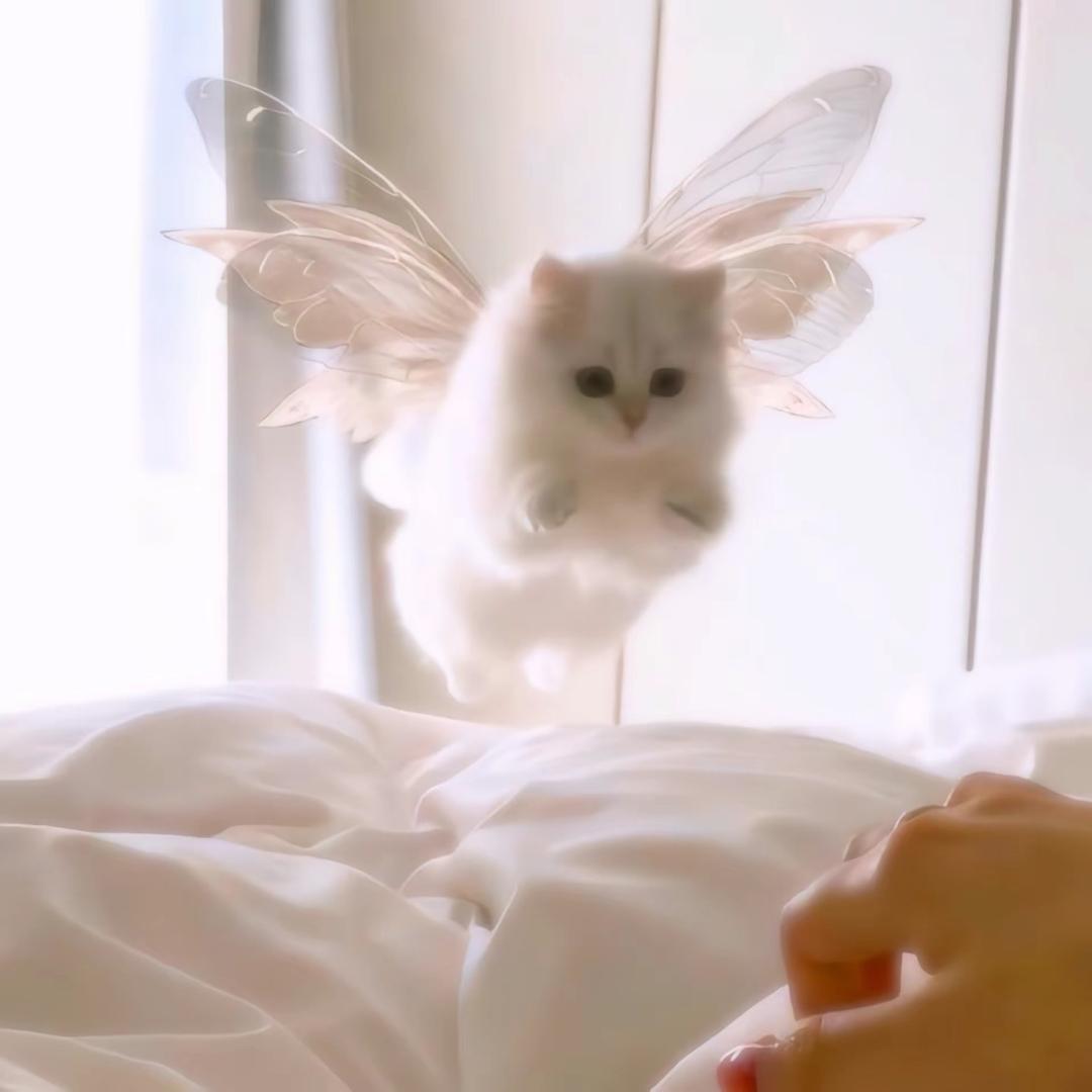 小猫在午睡.𝙯ᙆ