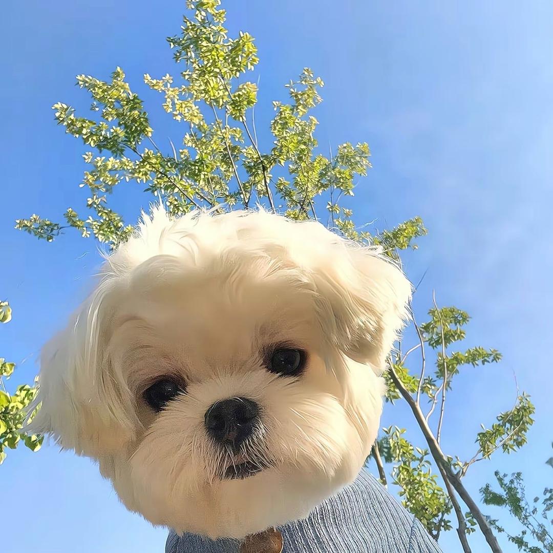 呱呱呱1