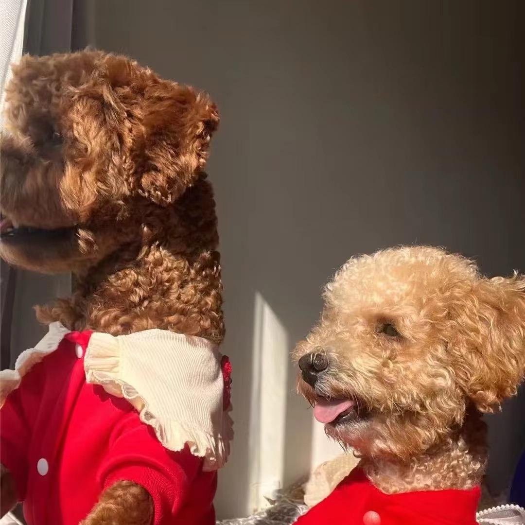 陳先生🧑‍🏫