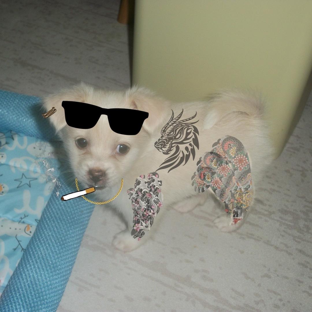 🥗🐶
