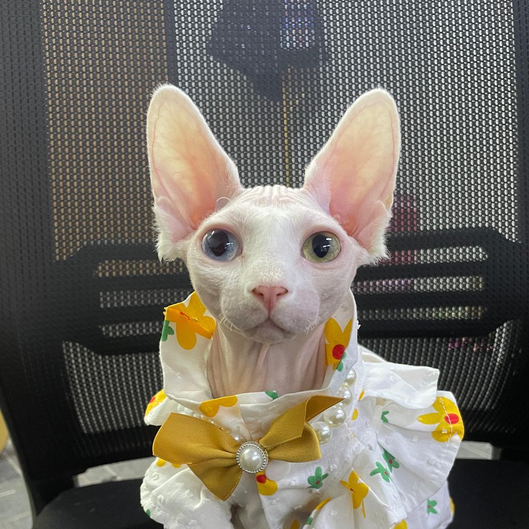 慧驰天下杭州公司圆圆