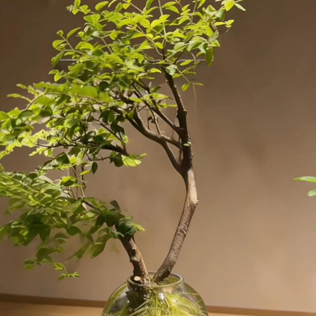 水培女贞老桩基地