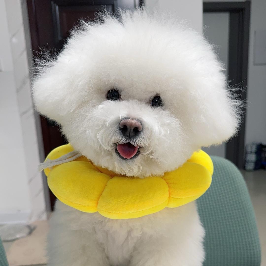 大美萌宠杂货铺