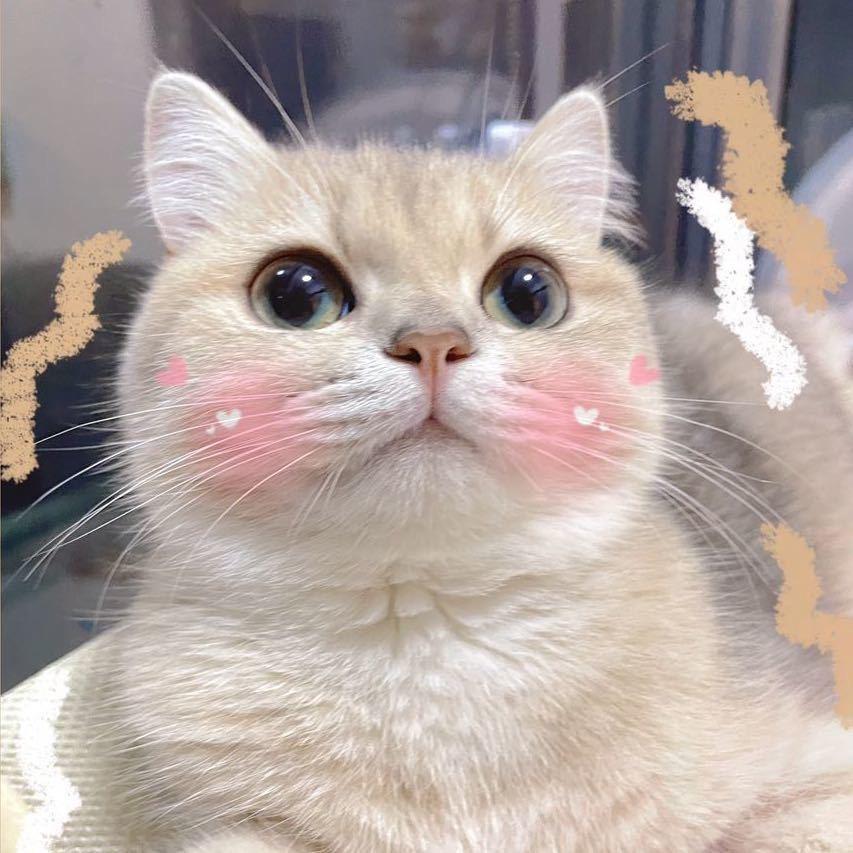 🌈ʚ小葡萄ɞ