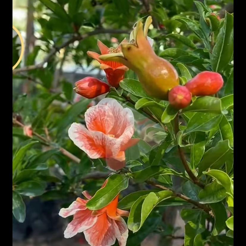 @沭莉花奔园艺场北美冬青