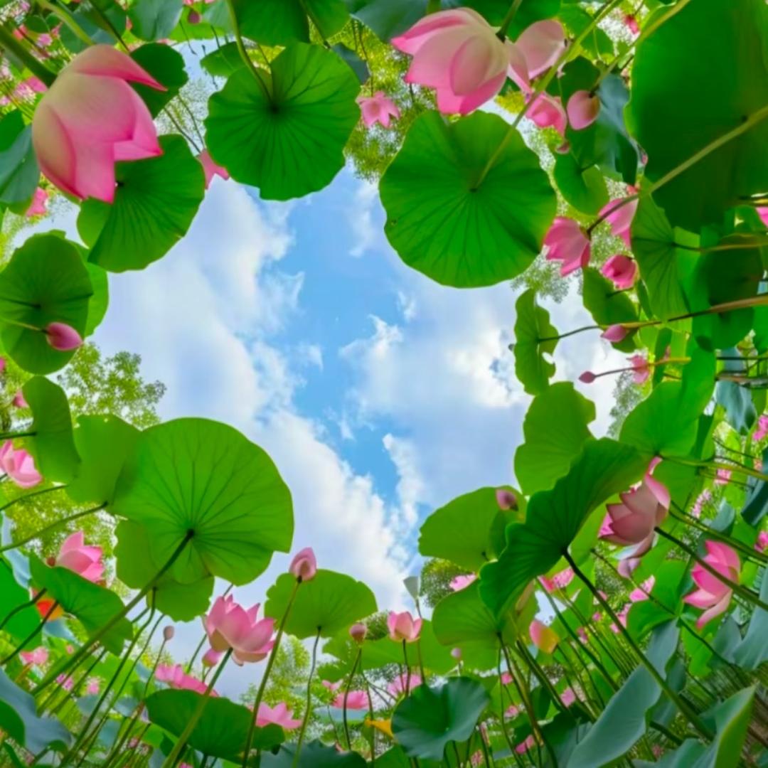 糯米团🍭