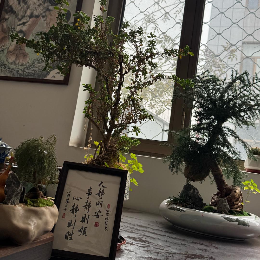 倪泡泡.