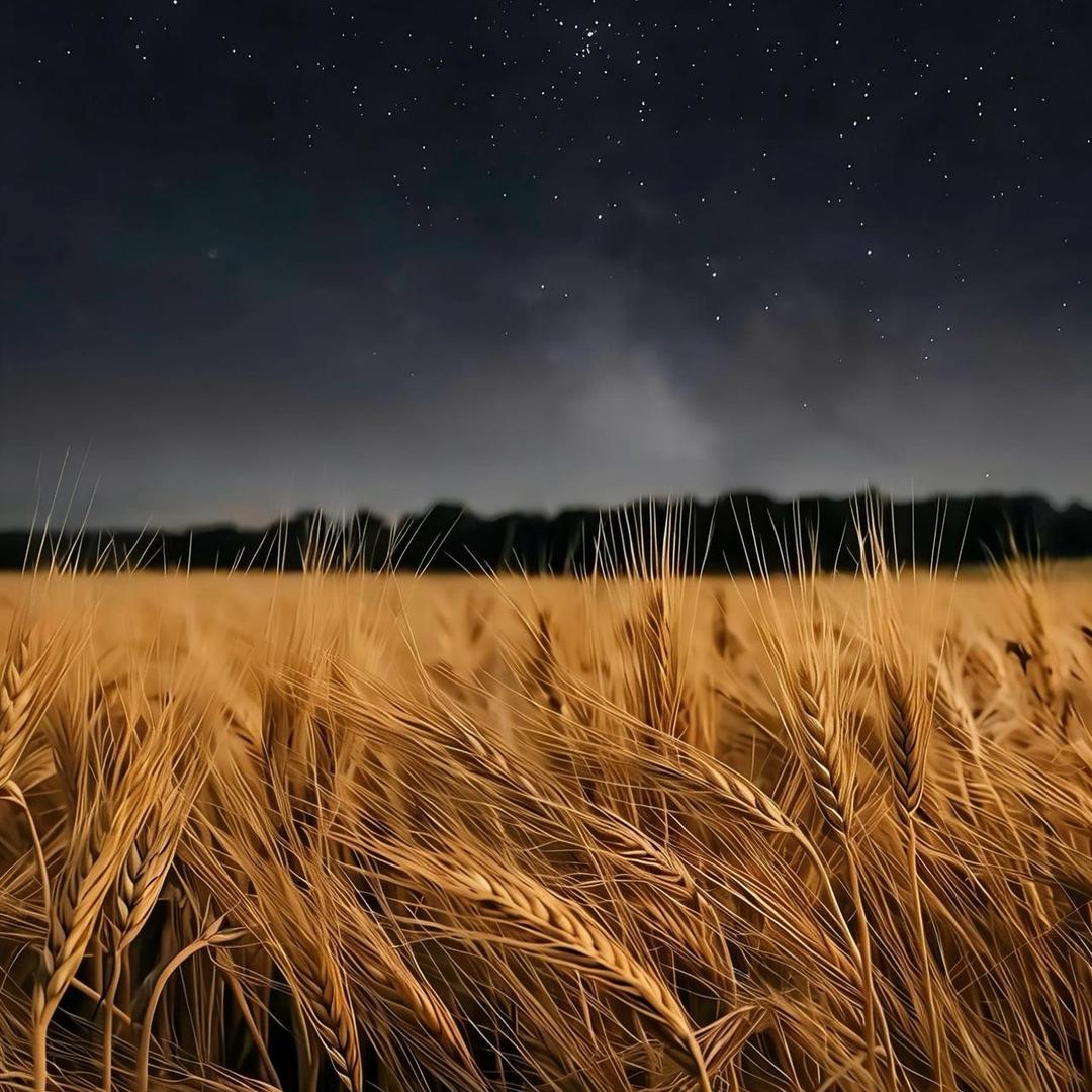 年年陌上生秋草