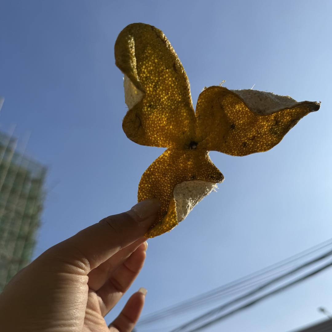 新会逸香陈皮一站式供应链