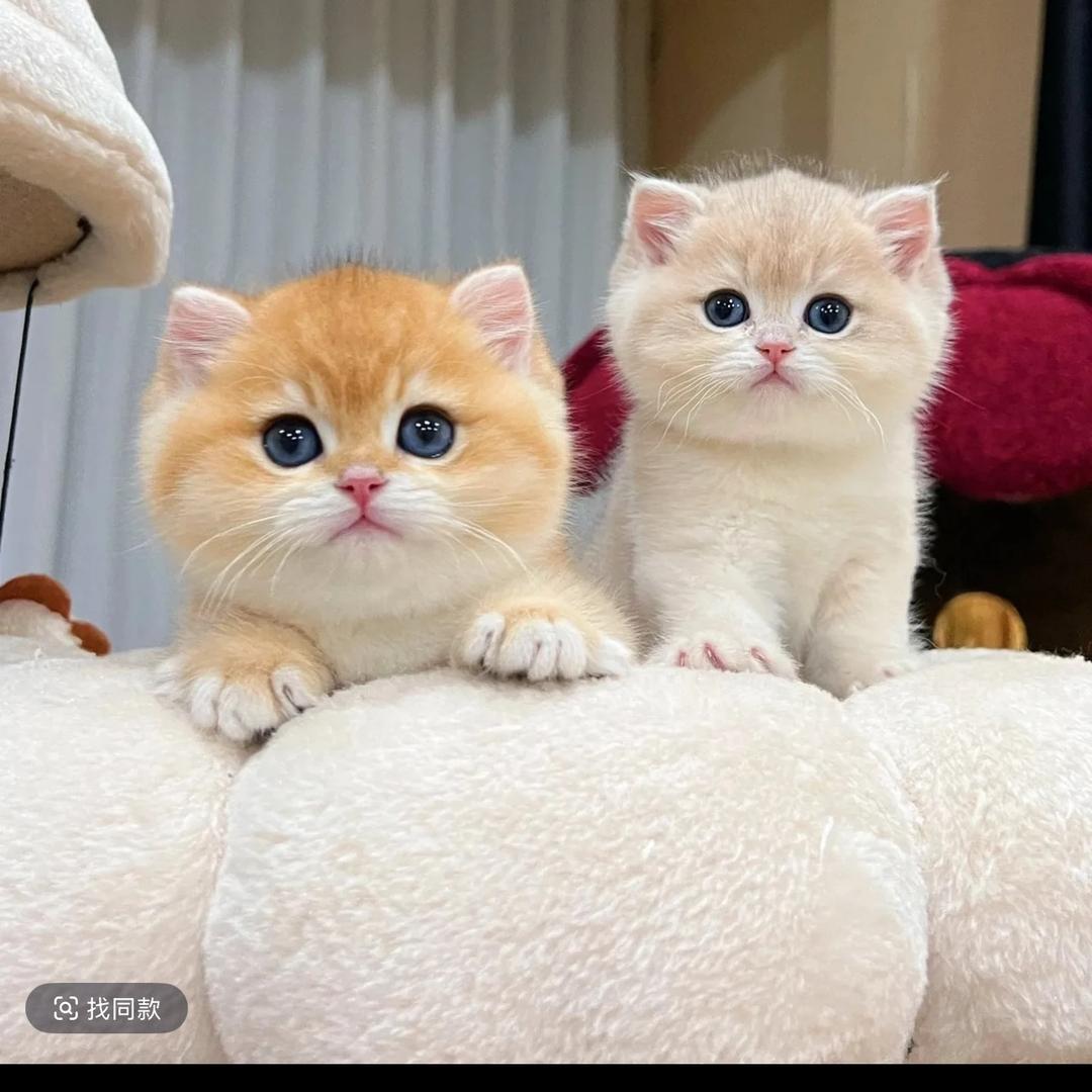 微微丫（努力创业版）