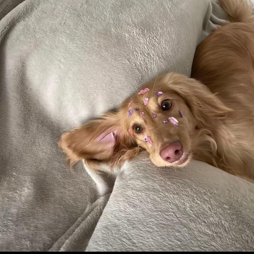 Cute如