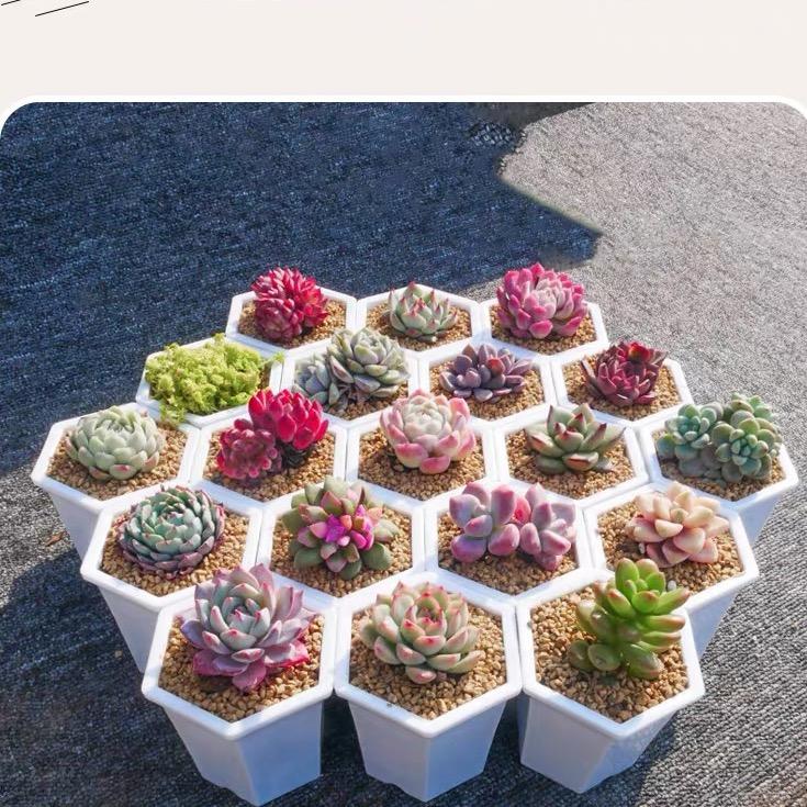 阳光多肉种植基地