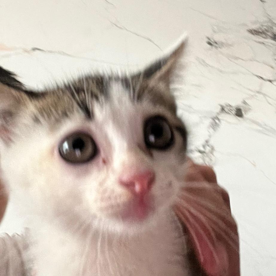 cccc