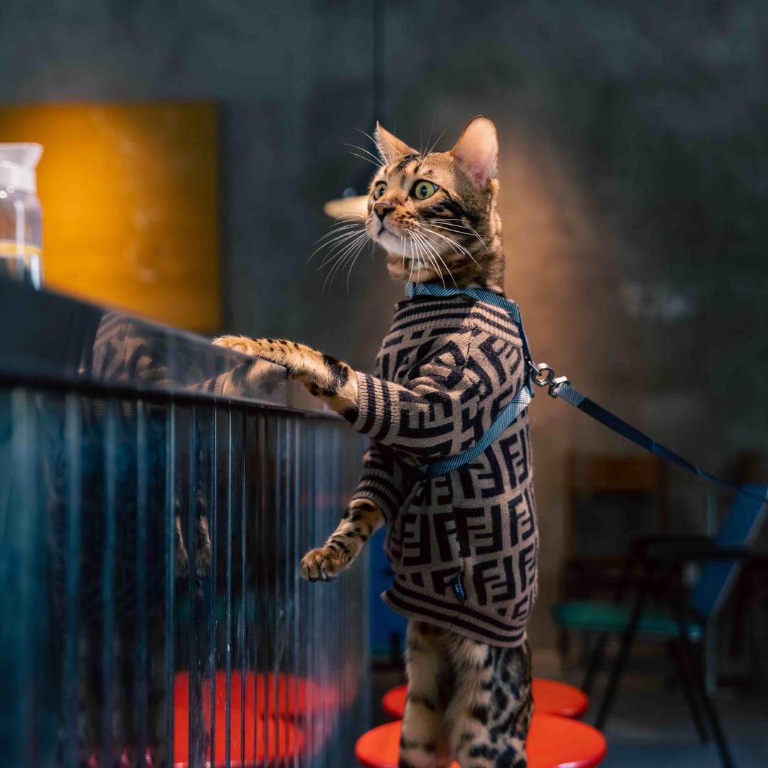 范老头|孟加拉豹猫