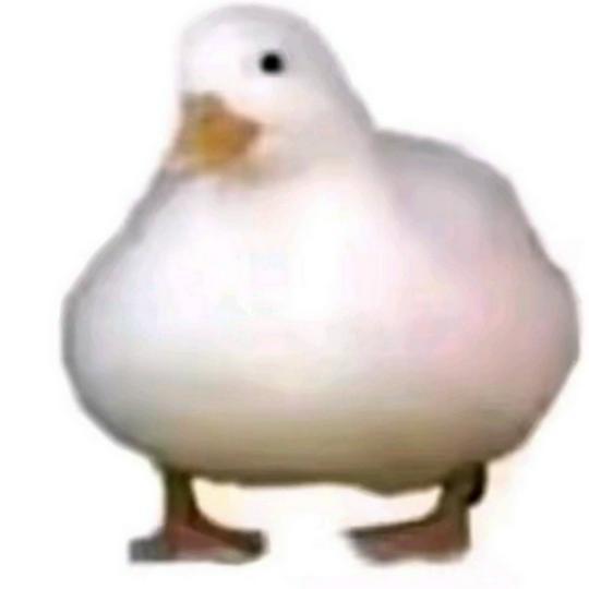 大鹅鹅鹅鹅
